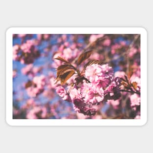 Pink Spring Sticker